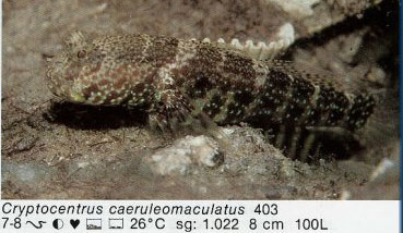 Cryptocentrus caeruleomaculatus